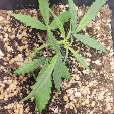 Cristina growlog timeline photo