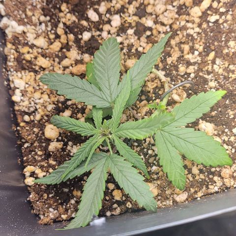Cristiane growlog timeline photo