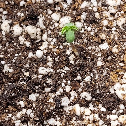 C.O.P 3 growlog timeline photo