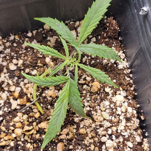 Cristiane growlog timeline photo