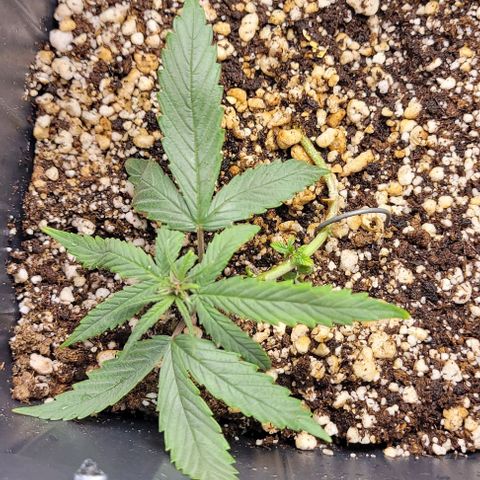 Cristina growlog timeline photo