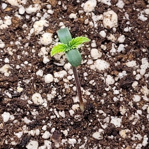C.O.P 3 growlog timeline photo