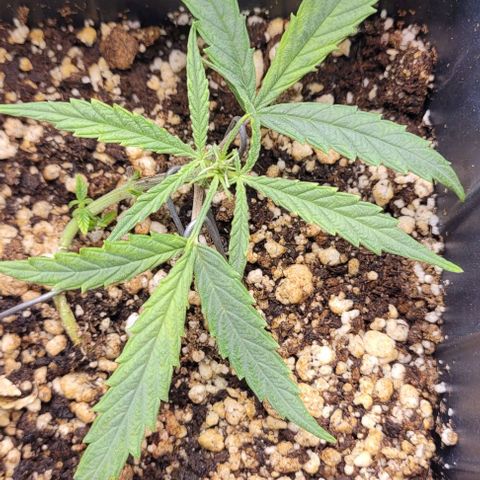 Cristiane growlog timeline photo