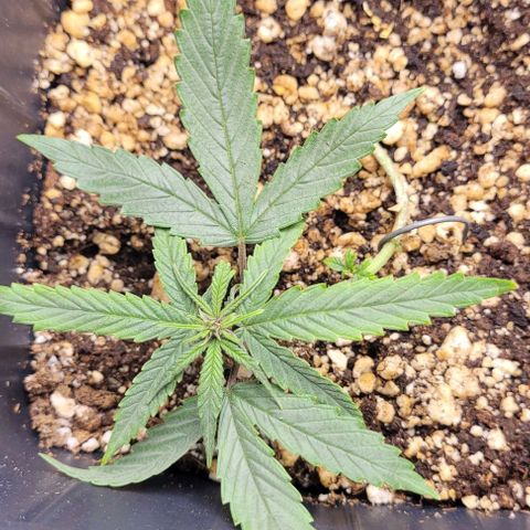 Cristina growlog timeline photo
