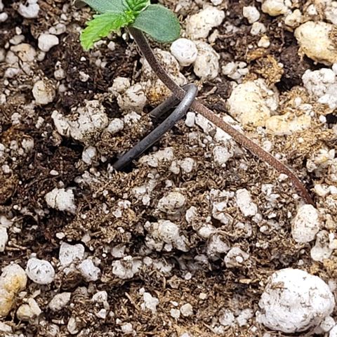C.O.P 3 growlog timeline photo
