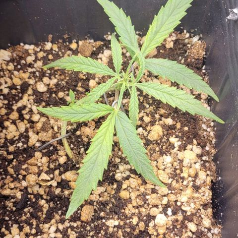 Cristiane growlog timeline photo