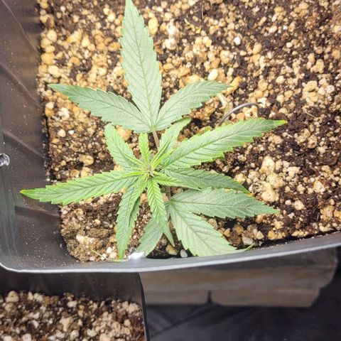 Cristina growlog timeline photo