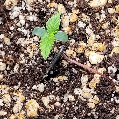 C.O.P 3 growlog timeline photo