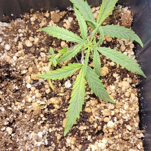 Cristiane growlog timeline photo