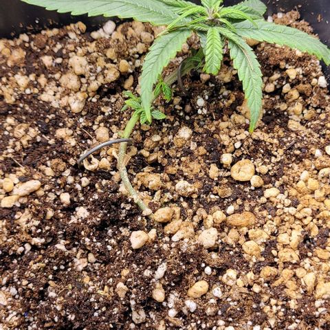 Cristina growlog timeline photo