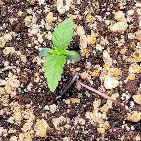 C.O.P 3 growlog timeline photo