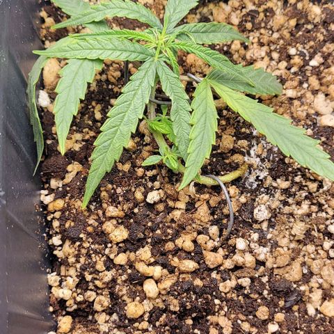 Cristiane growlog timeline photo