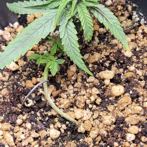 Cristina growlog timeline photo