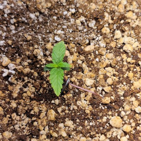 C.O.P 3 growlog timeline photo