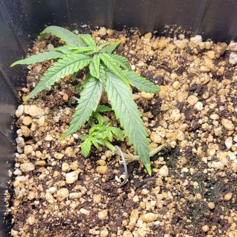 Cristina growlog timeline photo