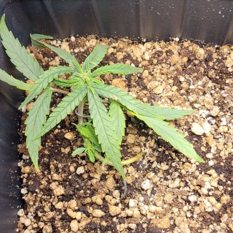Cristiane growlog timeline photo