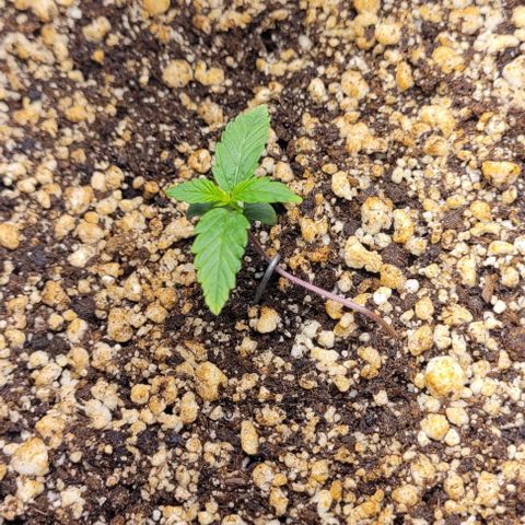 C.O.P 3 growlog timeline photo