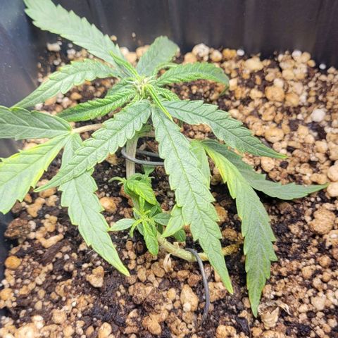 Cristiane growlog timeline photo