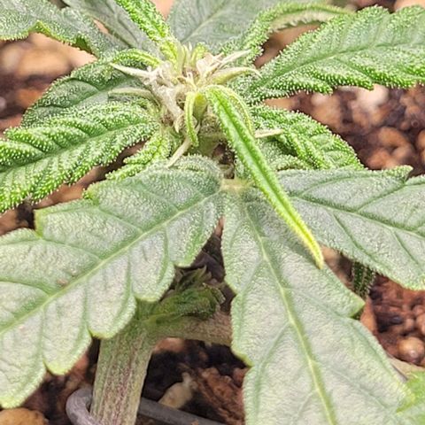 Cristiane growlog timeline photo