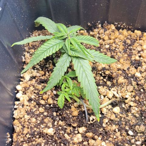 Cristina growlog timeline photo