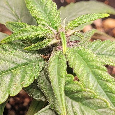 Cristina growlog timeline photo