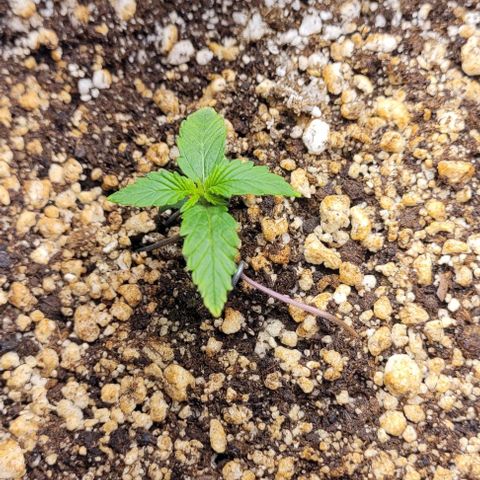 C.O.P 3 growlog timeline photo