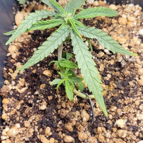 Cristiane growlog timeline photo