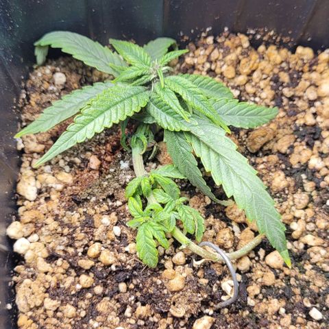 Cristina growlog timeline photo
