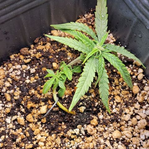Cristiane growlog timeline photo