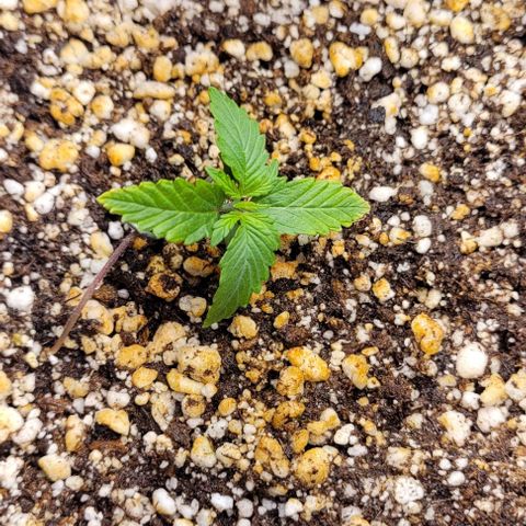 C.O.P 3 growlog timeline photo