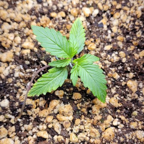 C.O.P 3 growlog timeline photo