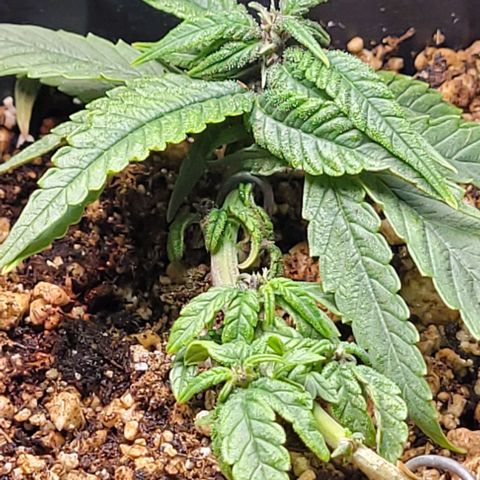 Cristina growlog timeline photo