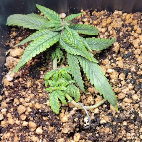 Cristina growlog timeline photo