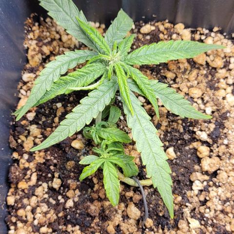 Cristiane growlog timeline photo