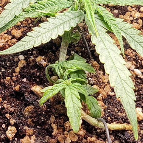 Cristiane growlog timeline photo