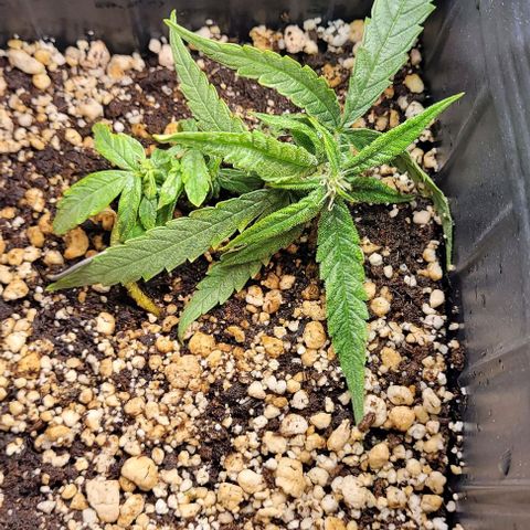 Cristiane growlog timeline photo