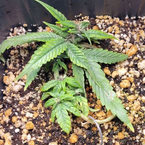 Cristina growlog timeline photo