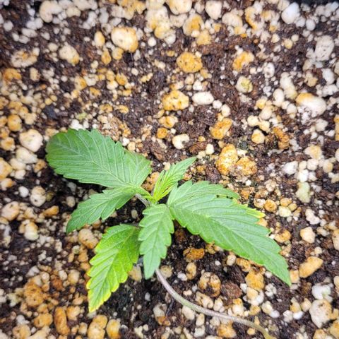 C.O.P 3 growlog timeline photo