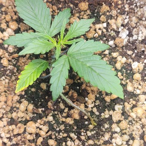 C.O.P 3 growlog timeline photo