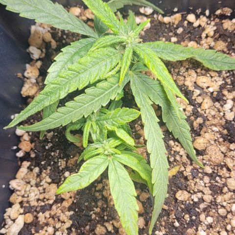 Cristiane growlog timeline photo