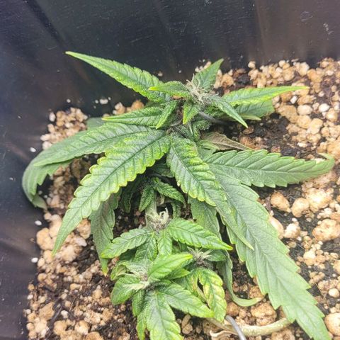 Cristina growlog timeline photo