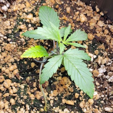 C.O.P 3 growlog timeline photo