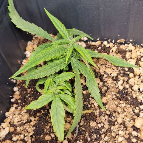 Cristiane growlog timeline photo