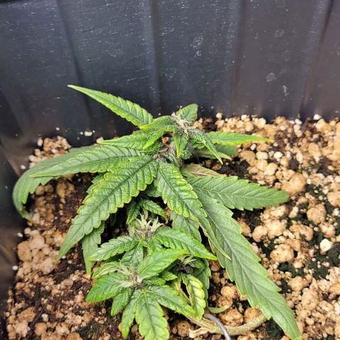 Cristina growlog timeline photo