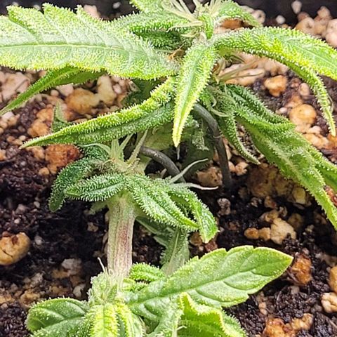 Cristiane growlog timeline photo