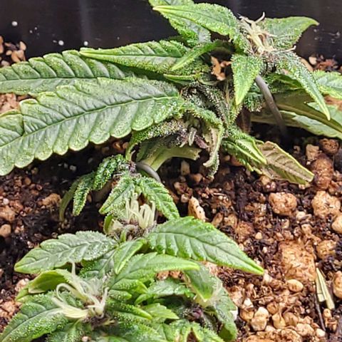 Cristina growlog timeline photo