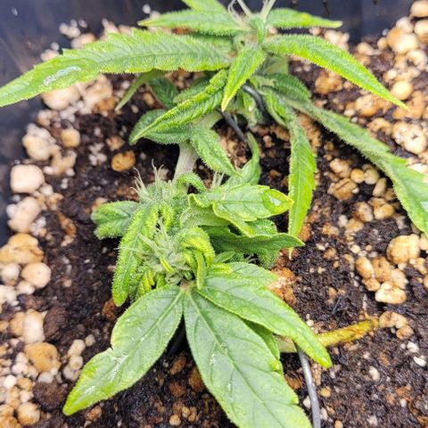 Cristiane growlog timeline photo