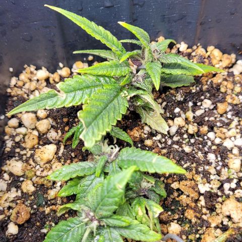 Cristina growlog timeline photo