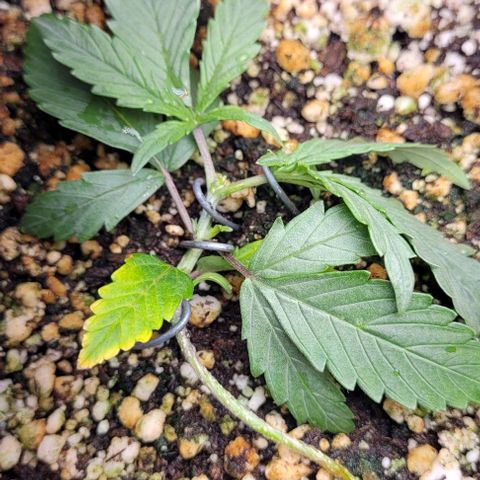 C.O.P 3 growlog timeline photo