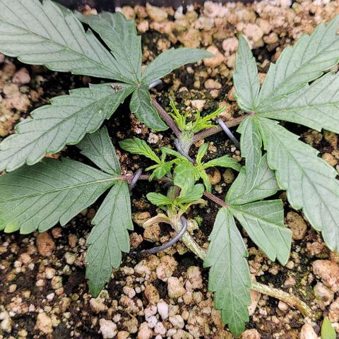 C.O.P 3 growlog timeline photo